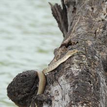 Checkered keelback at Ankasamudra