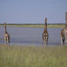 Giraffe on the edge of Fischer's Pan, eastern Etosha.