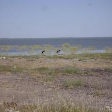 Blue Cranes on the edge of Etosha Pan near Doringdraai, eastern Etosha.