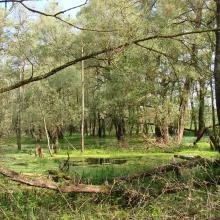 The waterlogged floodplain of the Buh River