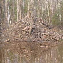 Beaver's dam closint the drainage canals  in Vileity site