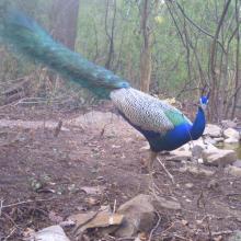 A lone peacock at Lonar Lake