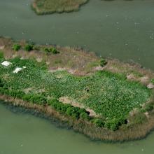 Gull colony on Korom Island at Lake Fehér 