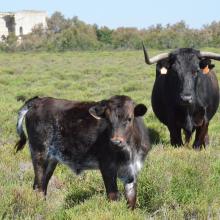 Sansouires et élevage de taureaux de race Camargue
