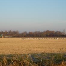 Rizières et cigognes blanches