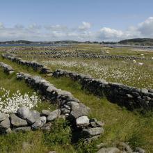 Old stone fences, typical for this area.