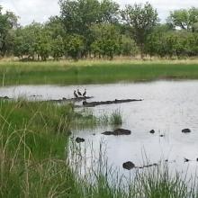 Mare Sapiengou dans le Parc W : un des points d'abreuvement de la faune sauvage Mare Sapiengou dans le Parc W : un des points d'abreuvement de la faune sauvage