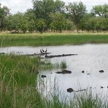 Mare Sapiengou dans le Parc W : un des points d'abreuvement de la faune sauvage 