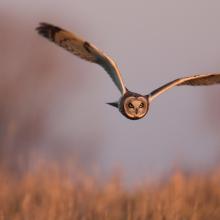 Hibou des marais