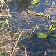 Natrix tesselata