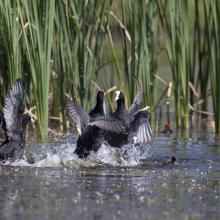 Stagni di Posada – Combattimento di folaghe (Fulica atra)