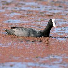 Stagni di Posada – Folaga (Fulica atra)