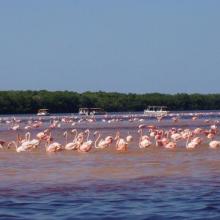 American Flamingos (Phoenicopterus ruber) congregating in shallow areas of the lagoon in Ría Celestún, one of their main resting and feeding habitats in the Yucatan Peninsula. Boats approach the flamingos to a certain extent in order not to scare them away. 