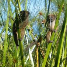 Hapalemur alaotrensis (bandro) en pleine activités