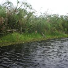 marais avec Cyperus madagascariensis: habitat type de Hapalemur alaotrensis (bandro) 