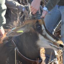 Collaring of Sable Antelope