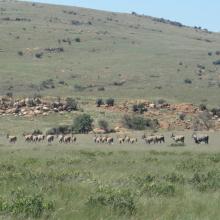 Eland, Kgaswane Mountain Reserve