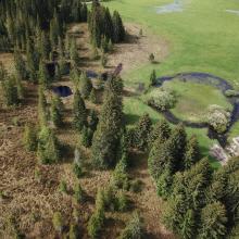 Tourbières du Moutat, Haut-marais et tremblants - Mouthe