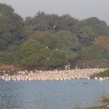 Flamboyance of flamingos