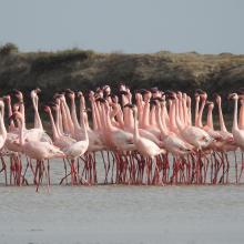 Flamboyance of lesser flamingos