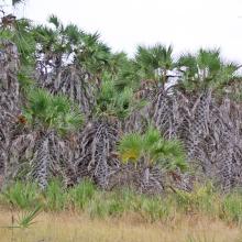 Hyphaene palm grove at Shakako, Tana Delta by Peter Usher