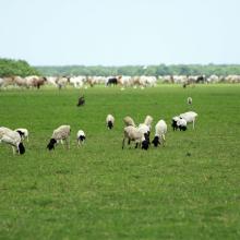 Livestock grazing Dide Waride, Tana Delta by John Mwacharo