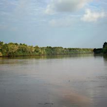 Tana River banks with mangroves at Kipini by Peter Usher