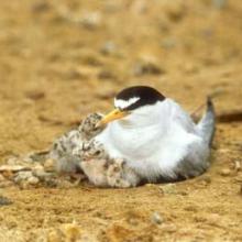 Endangered least tern and chicks.