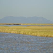 Tidal marshes