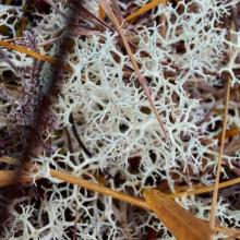 Reindeer lichen (Cladonia portentosan) on Meenacullion Bog