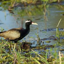 Bronze-winged Jacana