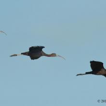 Glossy Ibis