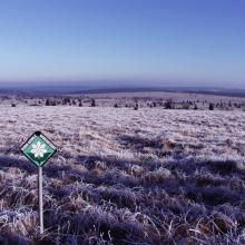 Paysage Fagnes wallonnes