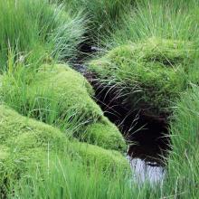 Ruisseau Fagnard Ruisseau Fagnard