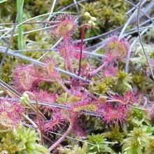 Rossolis à feuilles rondes, Drosera rotundifolia