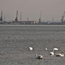 Poda site, swans