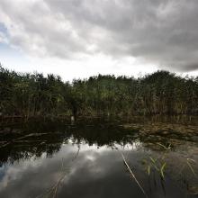 Poda site