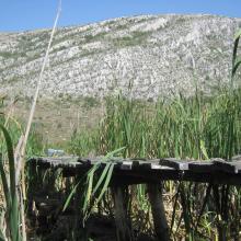 Dragoman marsh - Aldrovanda versiculosa monitoring - The Turtle, Birds and Plants in Western Bulgaria Project BG03.SGS-18, funded under the BG03 Program of the European Economic Area Financial Mechanism 2009-2014