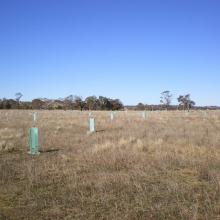 Re-vegetation works at LLNR