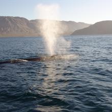 Ballena de aleta