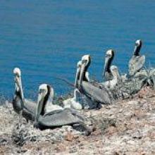 Pelicano café (Pelecanus occidentalis)