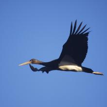 Black Stork