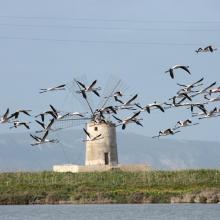 A flock of Flamingos (Phoenicopterus ruber), an old mill on the background and Favignana Island  