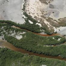 Mangroves near Shannah