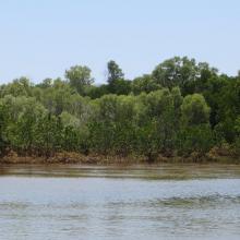 `Succession de mangroves