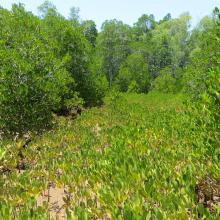 Site de restauration de mangroves