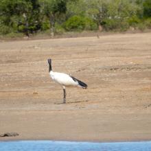 Threskiornis bernieri