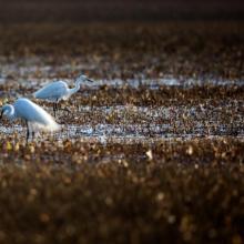 Egrets in Daebudo Tidal Flat