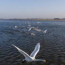 Swans in Daebudo Tidal Flat