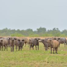 Photo 5 : Un troupeau de buffle errant au milieu du parc   national